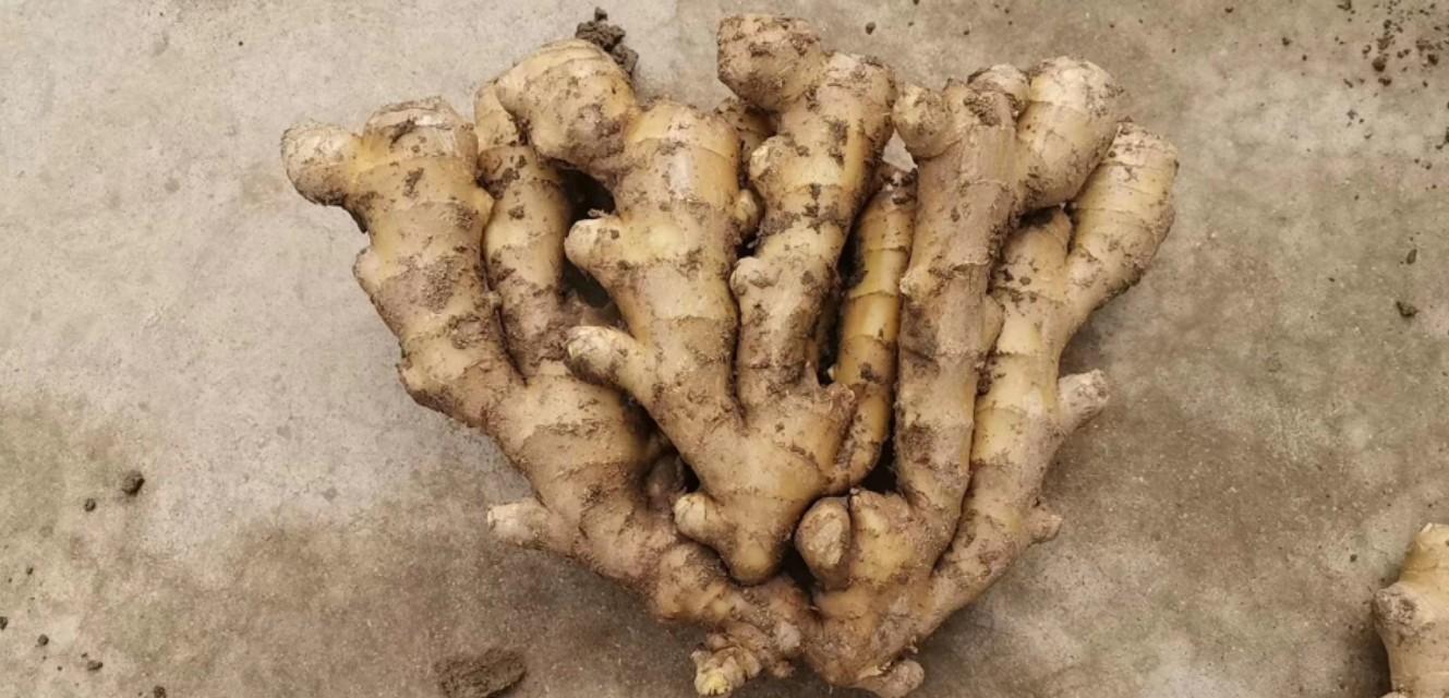 山东生姜最新行情揭秘，价格背后的繁荣故事探秘
