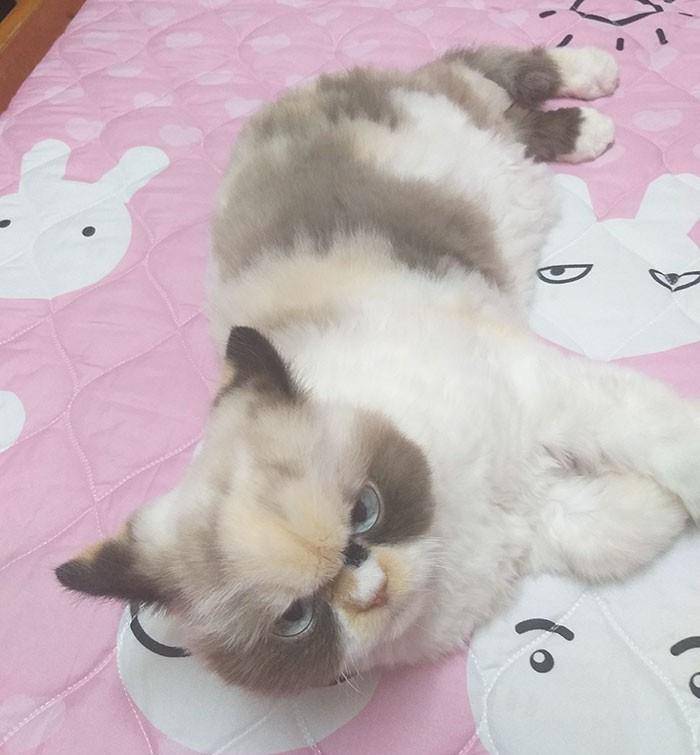 猫咪网站官网最新版块探索，猫奴的天堂