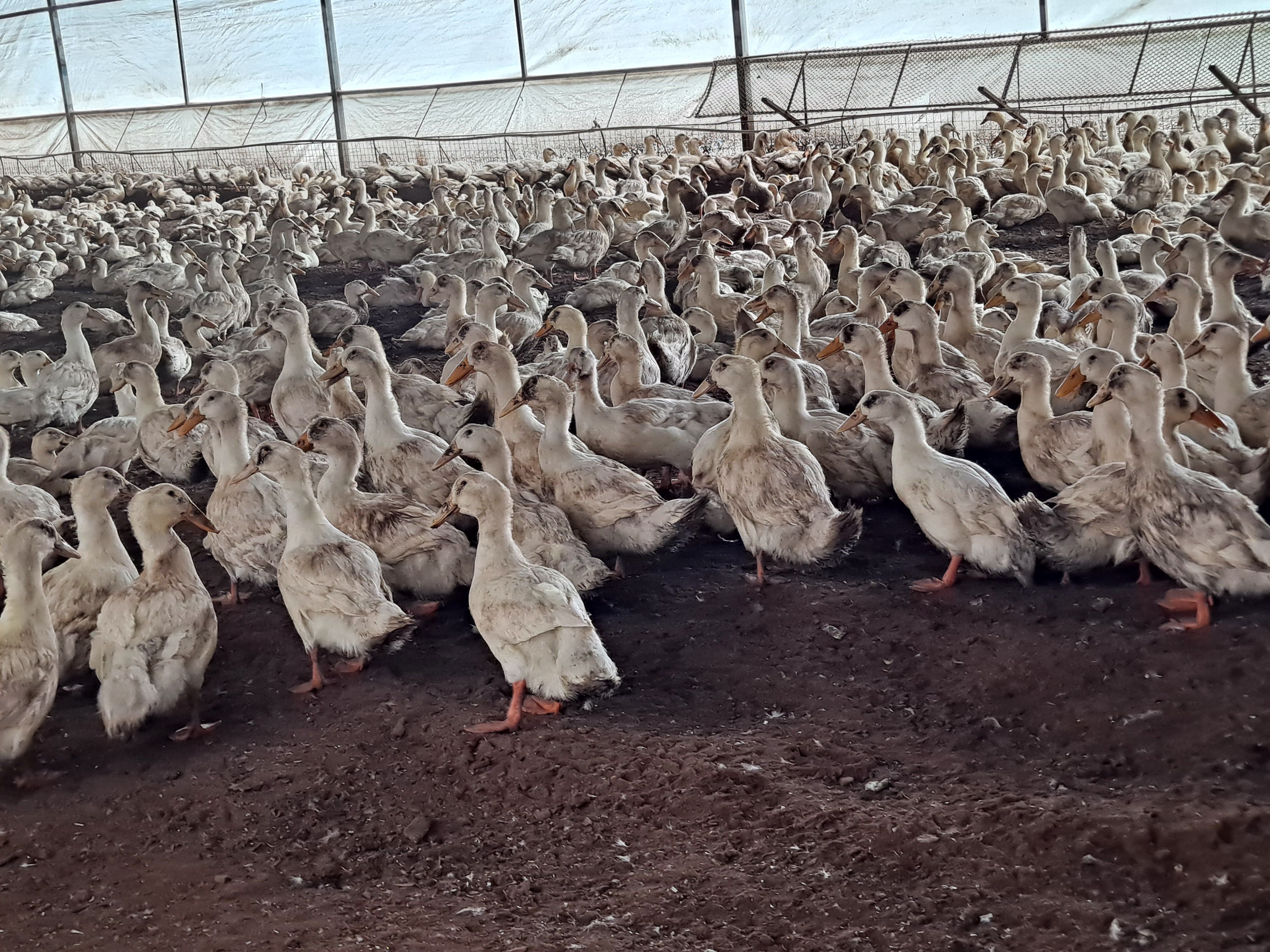肉鸭价格最新报价及市场走势与影响因素分析概览