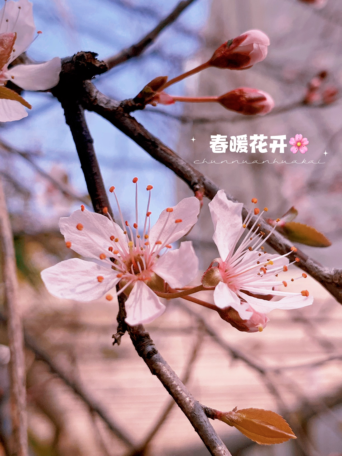 春暖花开最新吧，自然与生活的美好交响盛宴