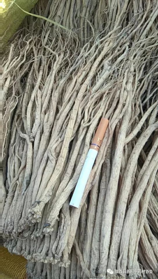 探寻药材市场价值，渭源党参最新价格动态解析