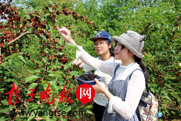 句容天气的最新魅力，自然之美的交响曲