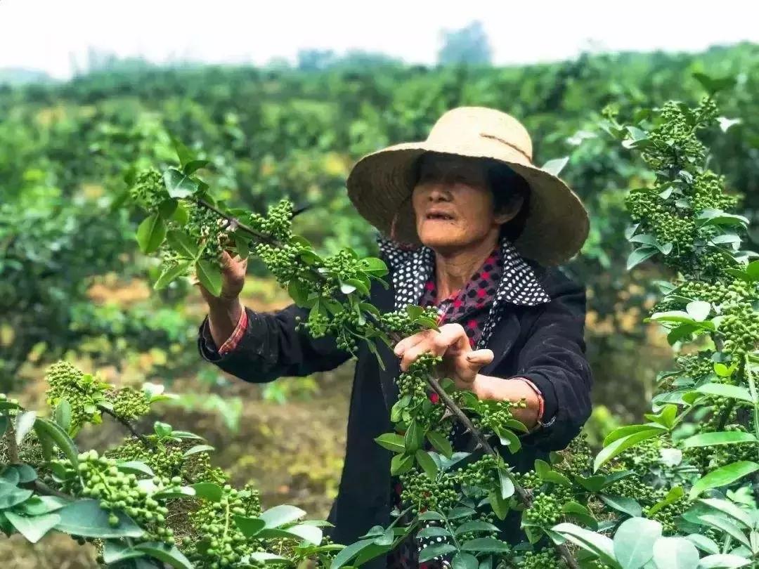探寻青花椒市场波动背后的故事，最新行情分析与价格走势揭秘