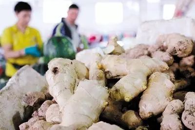 大姜最新价格动态，市场走势与种植户心声揭秘