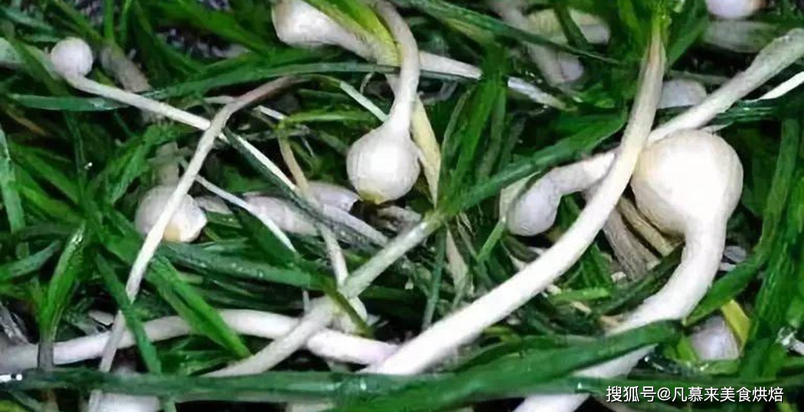 揭秘，2017年薤白市场最新行情与植物世界的微妙变化