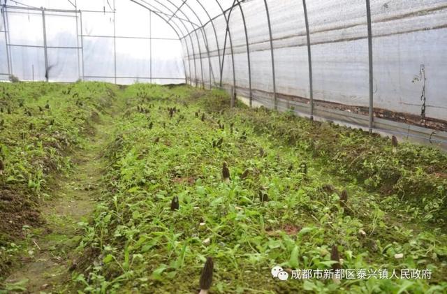 活力四溢的蔓草社区2017，新篇章开启社区生活新纪元