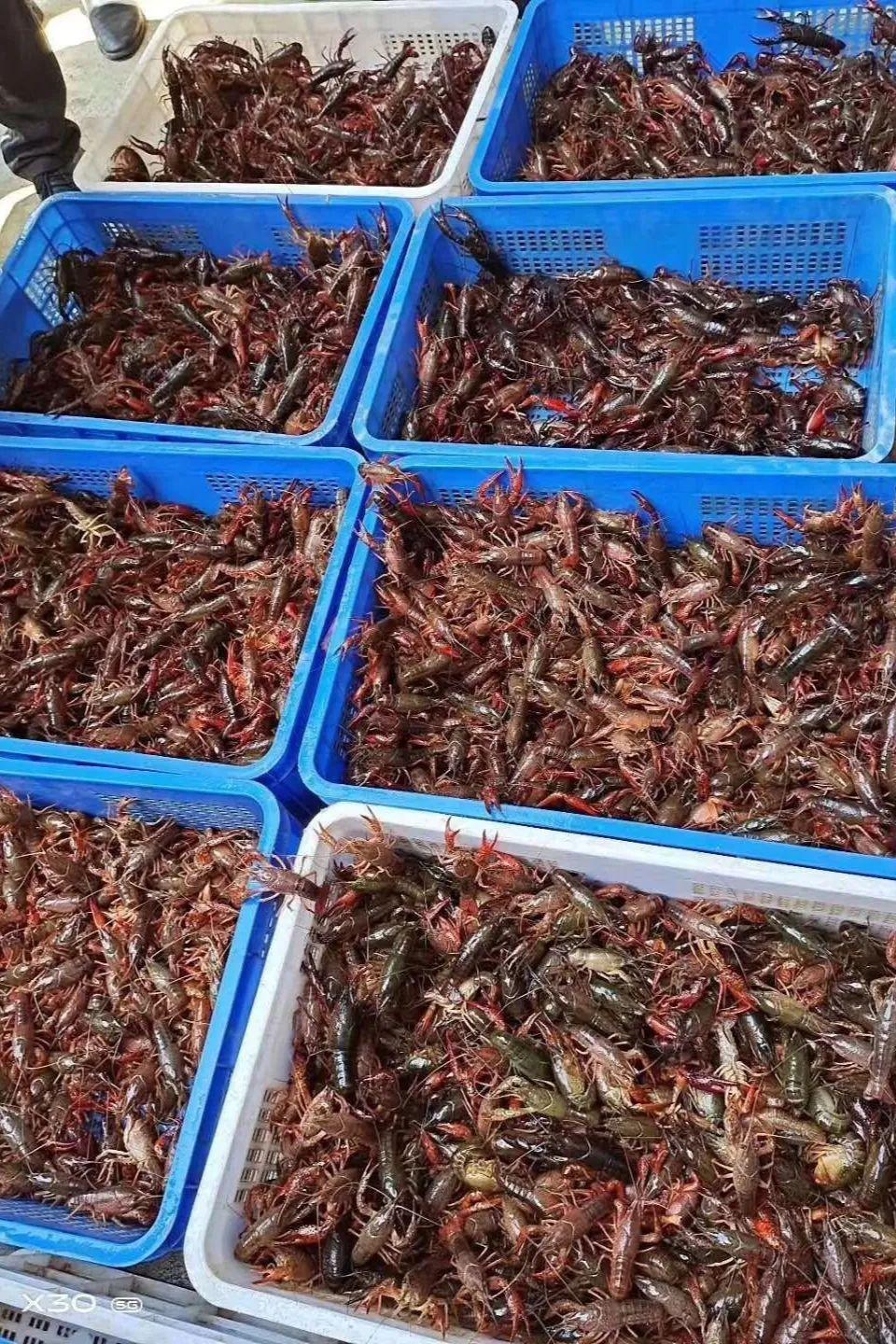 揭秘最新股价动态，900300股票走势分析与展望
