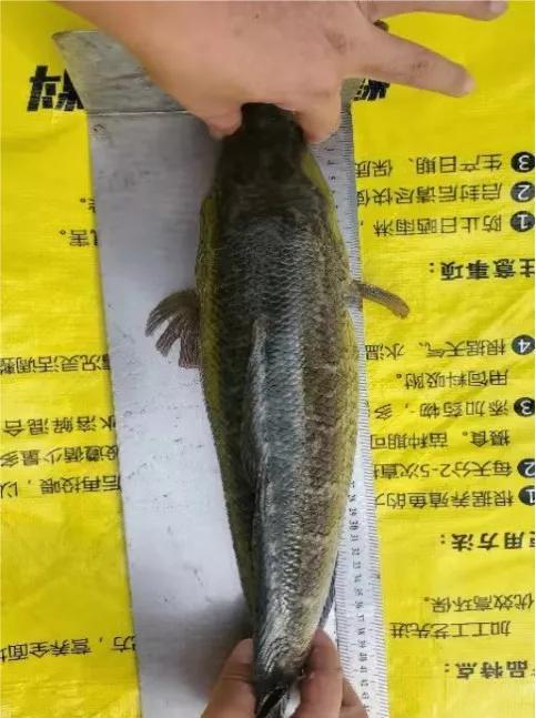 生鱼市场最新行情揭秘，未来趋势与机遇展望