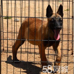 马犬最新价格揭秘，宠物市场热门宠儿行情解析