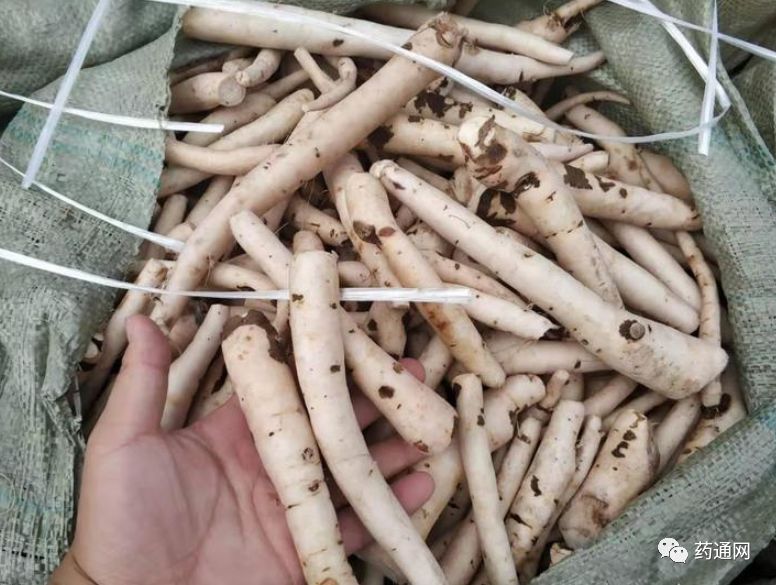 毫州白芍最新价格及药材市场动态趋势探索