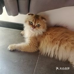 探索猫咪世界的魅力与时尚潮流，最新猫色maose资讯