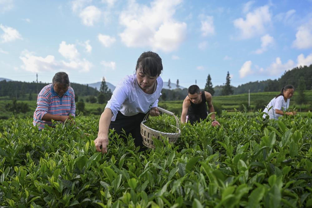 凤冈最新动态，探寻新动向，感受时代脉搏