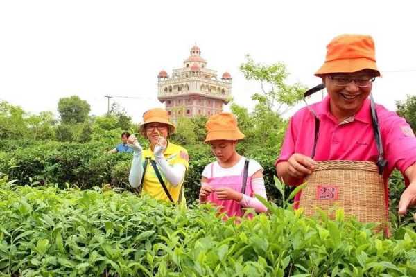 茶园最新招聘启航绿色事业，共筑梦想之园