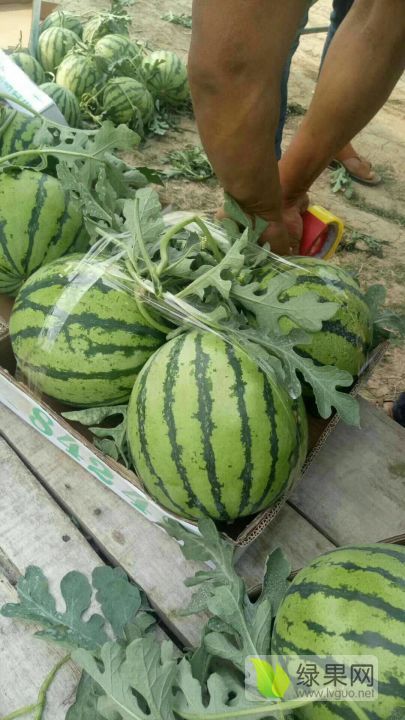 河南西瓜最新报价，商机无限，瓜香四溢的季节来临！