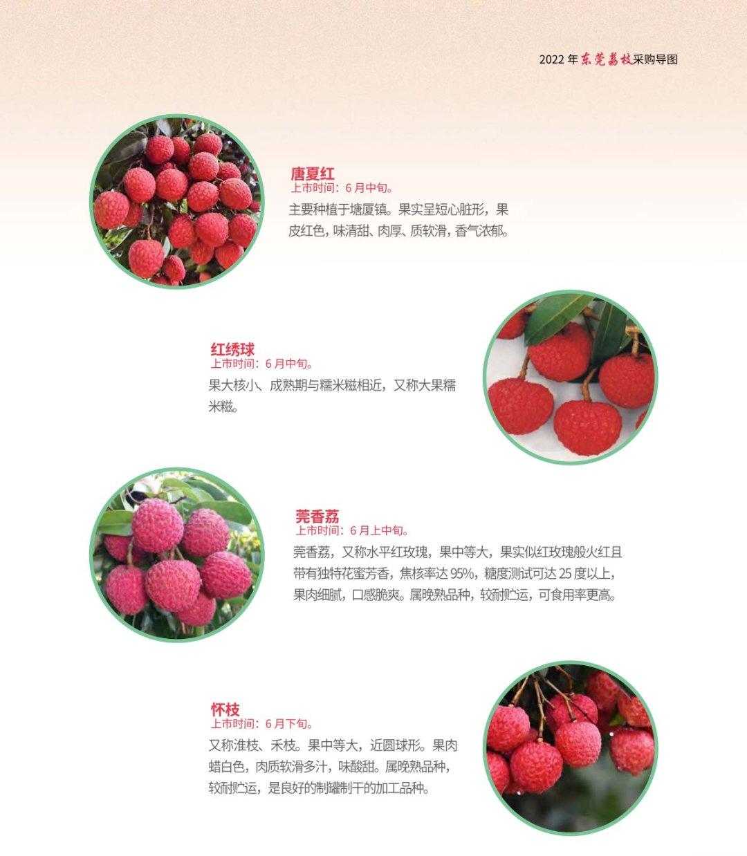 广东荔枝盛夏甜蜜风潮，枝头繁茂，引领夏日风尚新潮流
