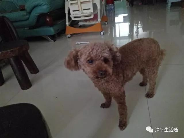最新打猪狗出售趋势，探寻宠物产业变革与发展方向