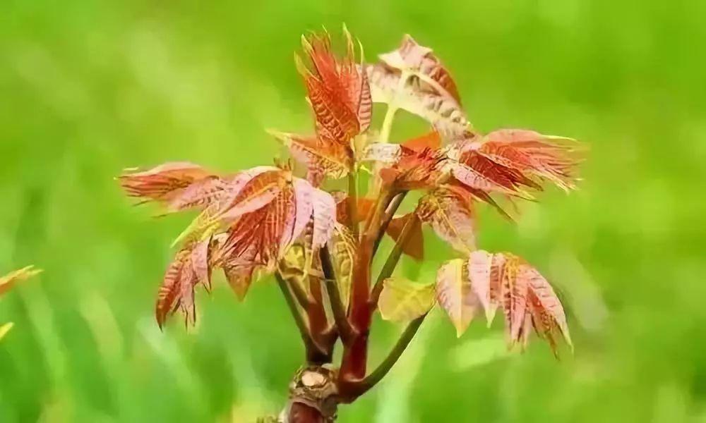 安丘香菜最新价格，探寻绿色生态美食背后的故事与价格揭秘