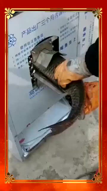 科技赋能，最新杀鱼机高效助力日常生活