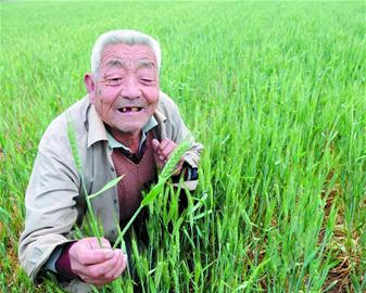 青岛旱情最新报告，挑战与应对策略在行动（2017年）