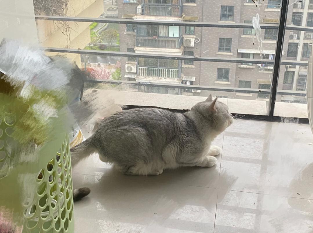 最新乌鸫吧，自然歌唱家与生态守护者的风采