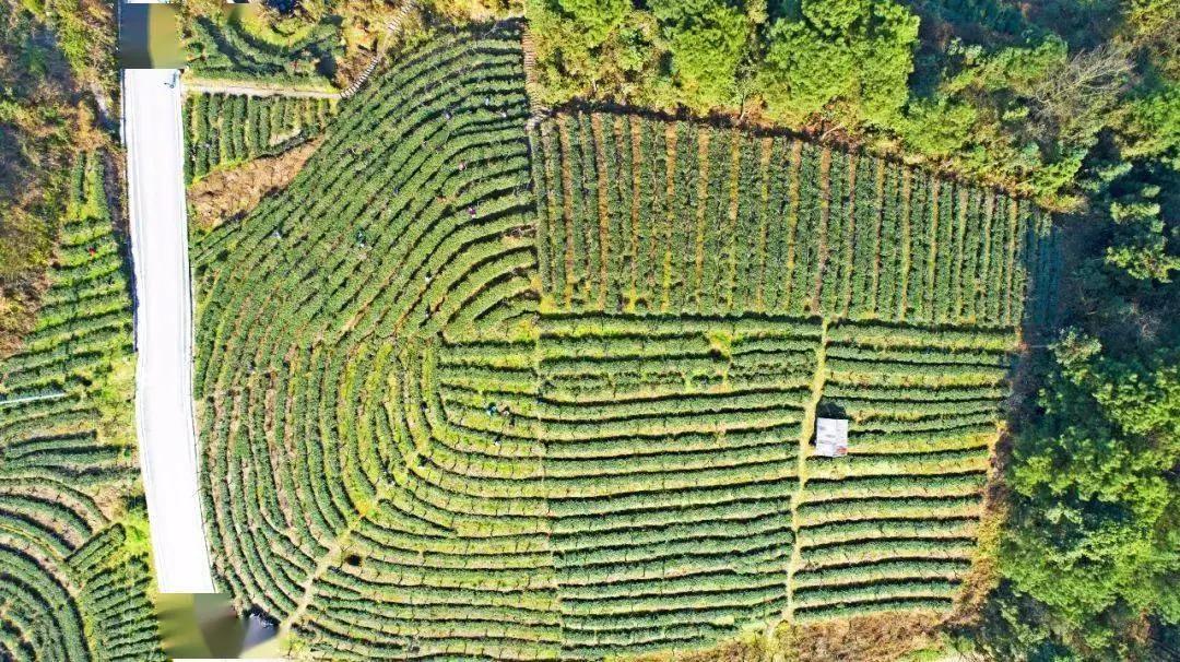 綦江最新高清地图，一览城市新面貌