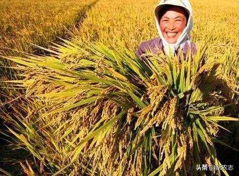 最新粳糯稻价格动态揭秘，市场趋势与农民心声