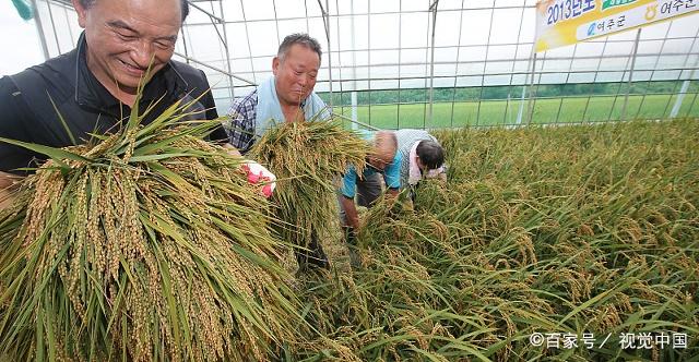 绥化水稻最新价格揭秘，市场趋势与种植前景展望