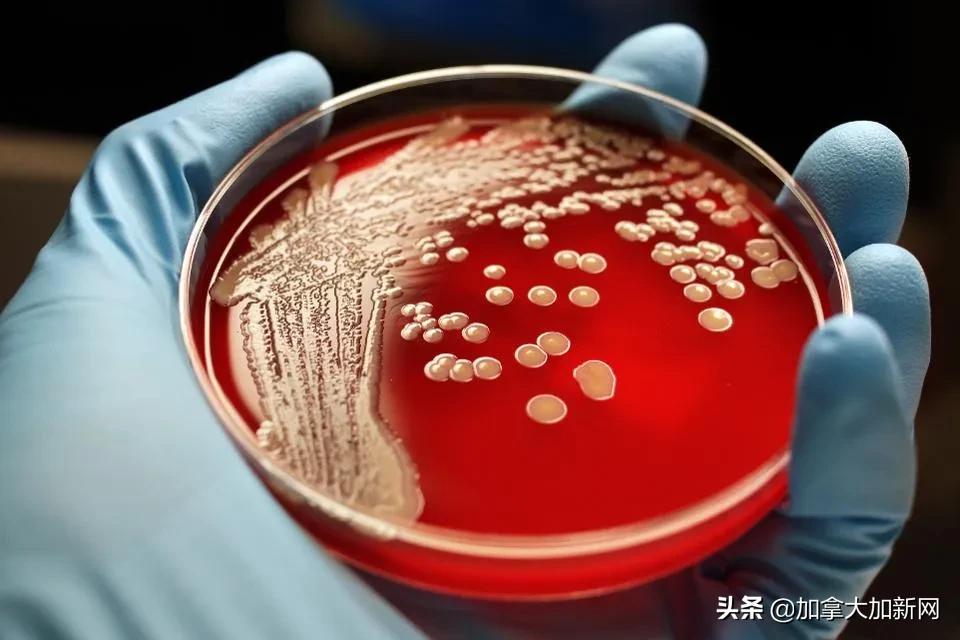 加拿大新冠疫情最新动态，希望与挑战并存