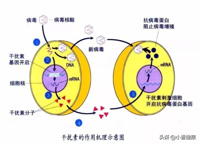 乙肝新药，照亮健康之路的希望之光