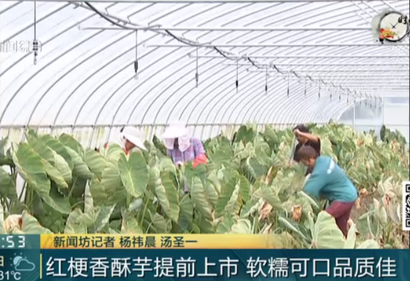 最新潮流梗，引领潮流，激发共鸣的无限力量