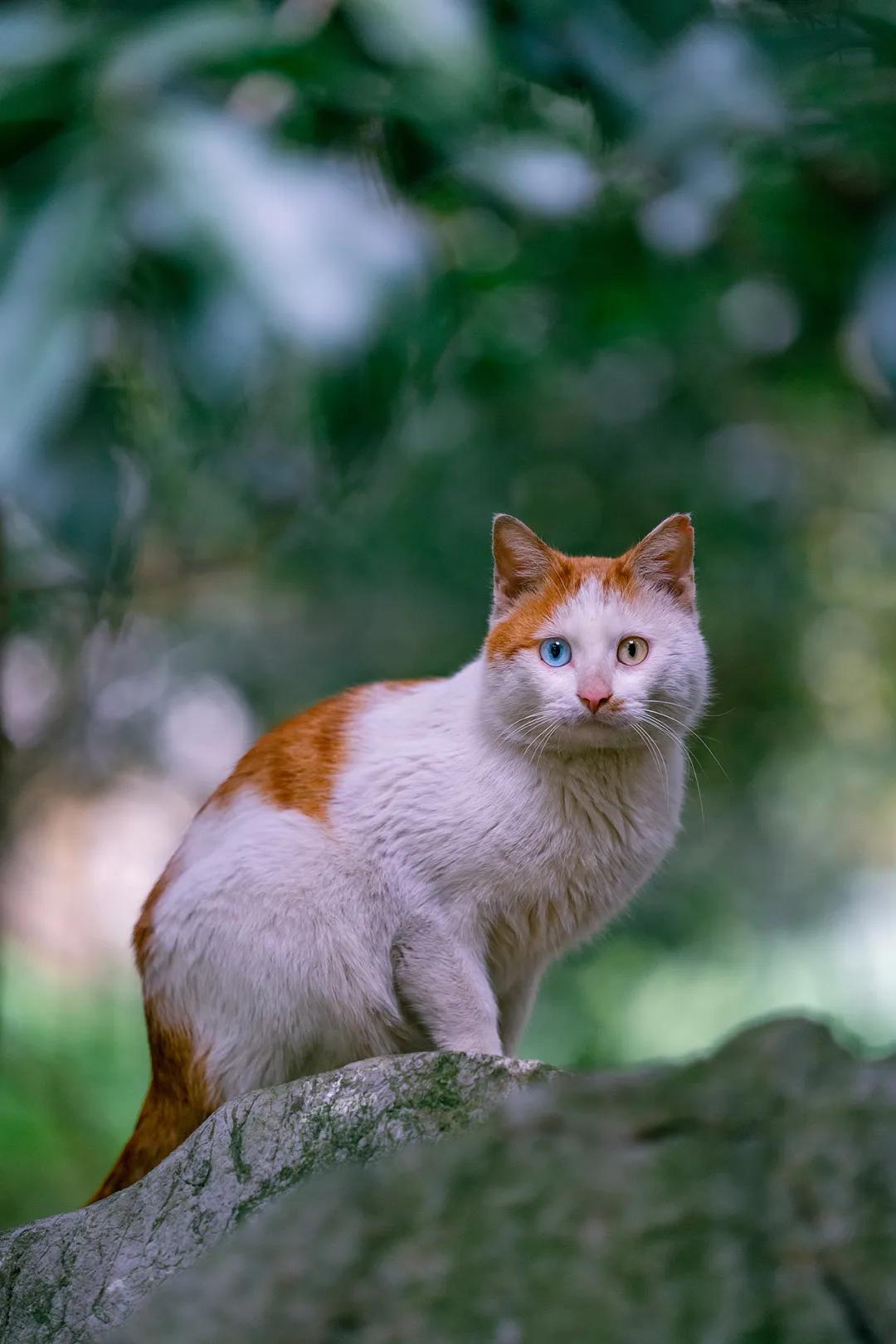 春天的猫，生命与希望的温馨之旅最新动态