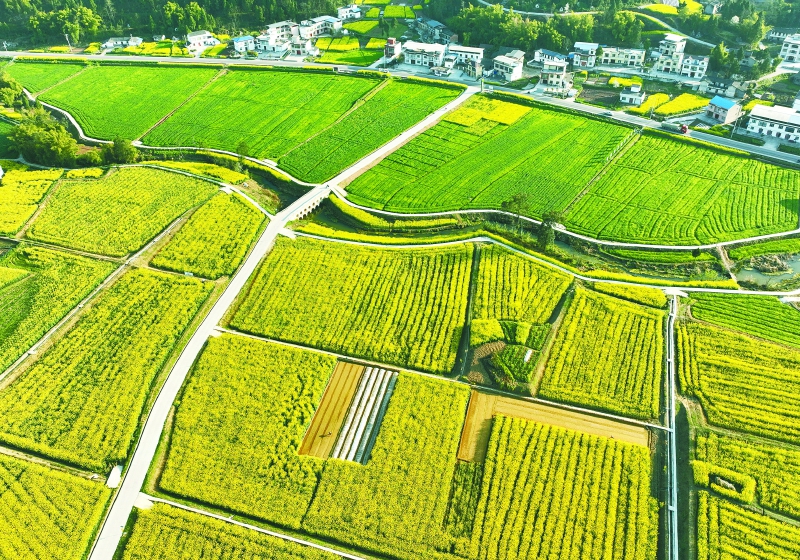 睦坝镇最新变化，活力四溢的发展画卷