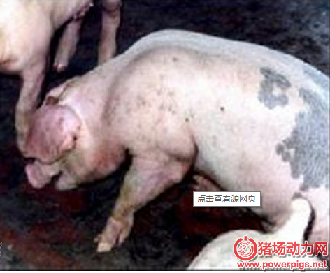 关注动物健康，猪的最新疫情动态与防控防线建设