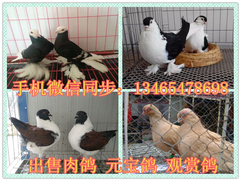 探寻城市新乐园，最新元宝鸽吧介绍