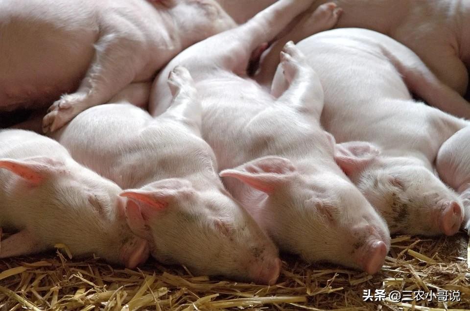 今日广东生猪市场价格动态与行业趋势探寻