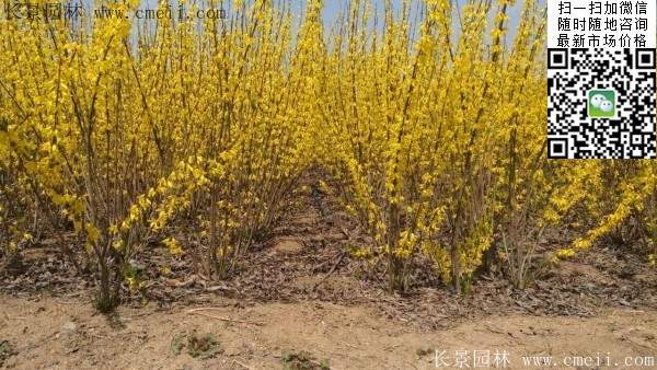 连翘最新报价揭秘，市场趋势下的价值走向探索