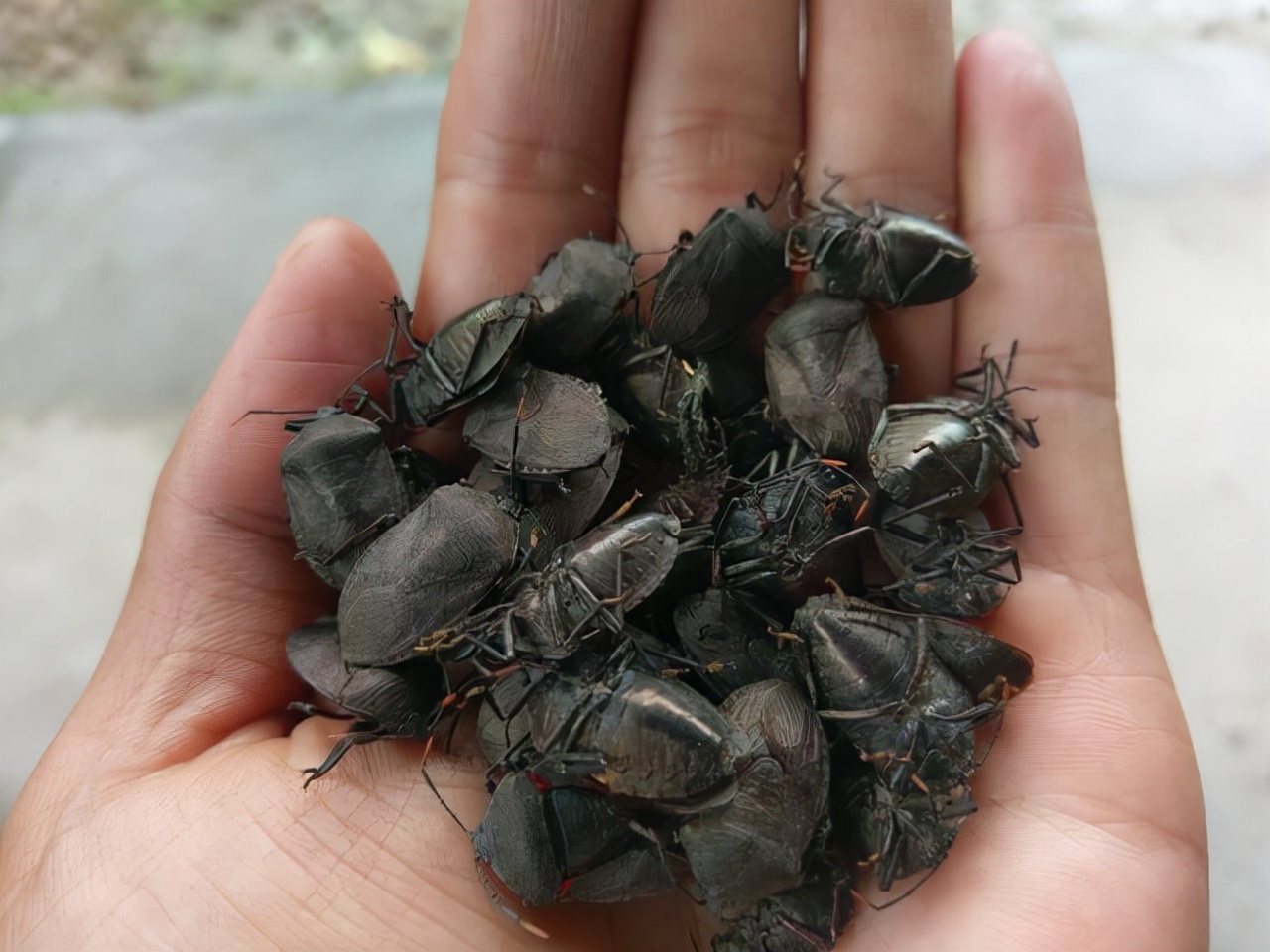 九香虫最新售价揭秘，探寻珍稀昆虫价值的变迁