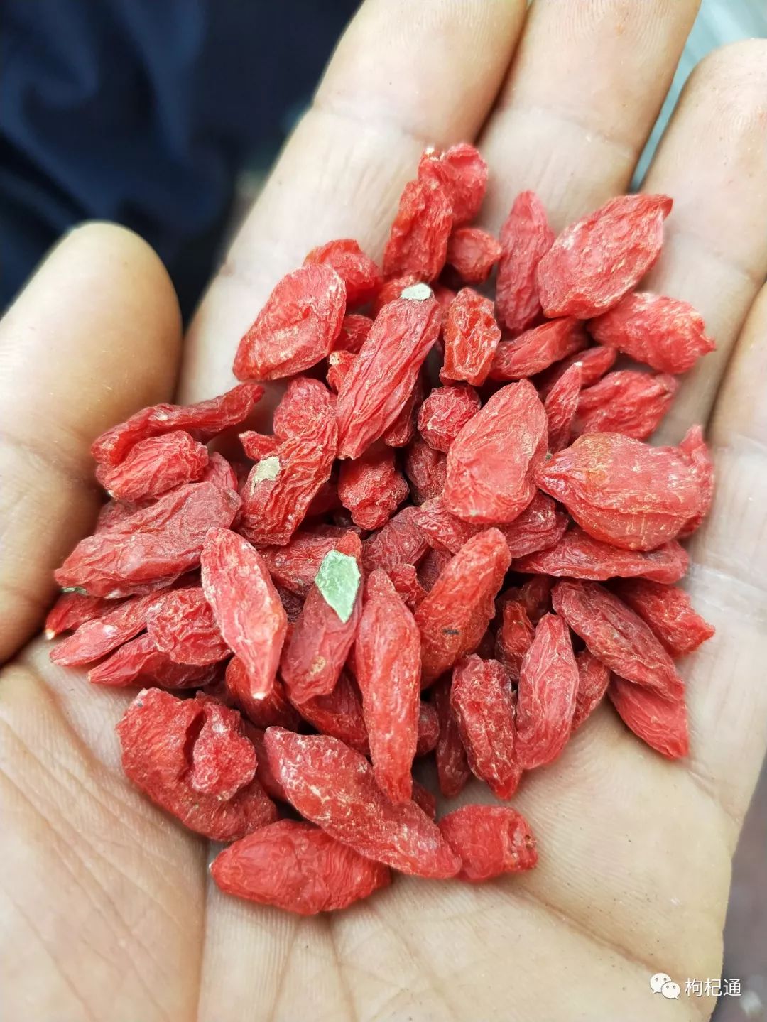枸杞市场行情深度解析，繁荣背后的故事