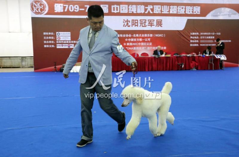 中国狗狗比赛，激情与友谊的盛宴，展现犬界风采