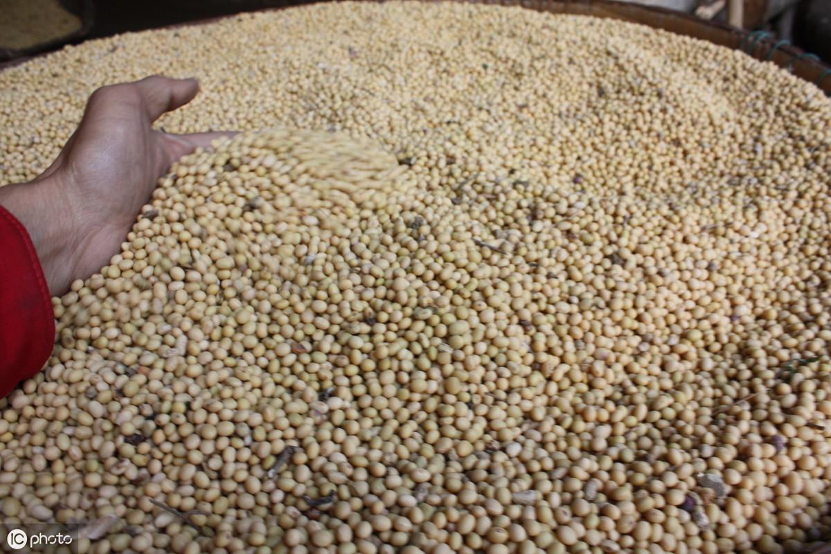 黑龙江省大豆最新价格，繁荣农业经济的脉搏