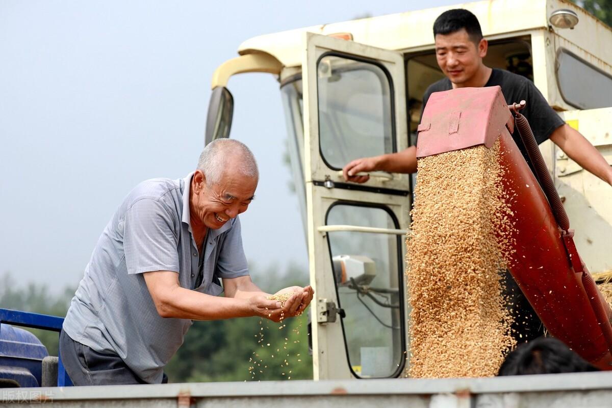 河北省小麦最新价格揭秘，丰收脉络与时代步伐同步前行