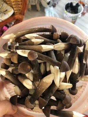 食用菌价格最新行情，市场走势与产业深度洞察