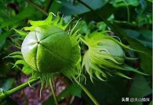 乌苏天气最新预报，探索自然之美的风向标