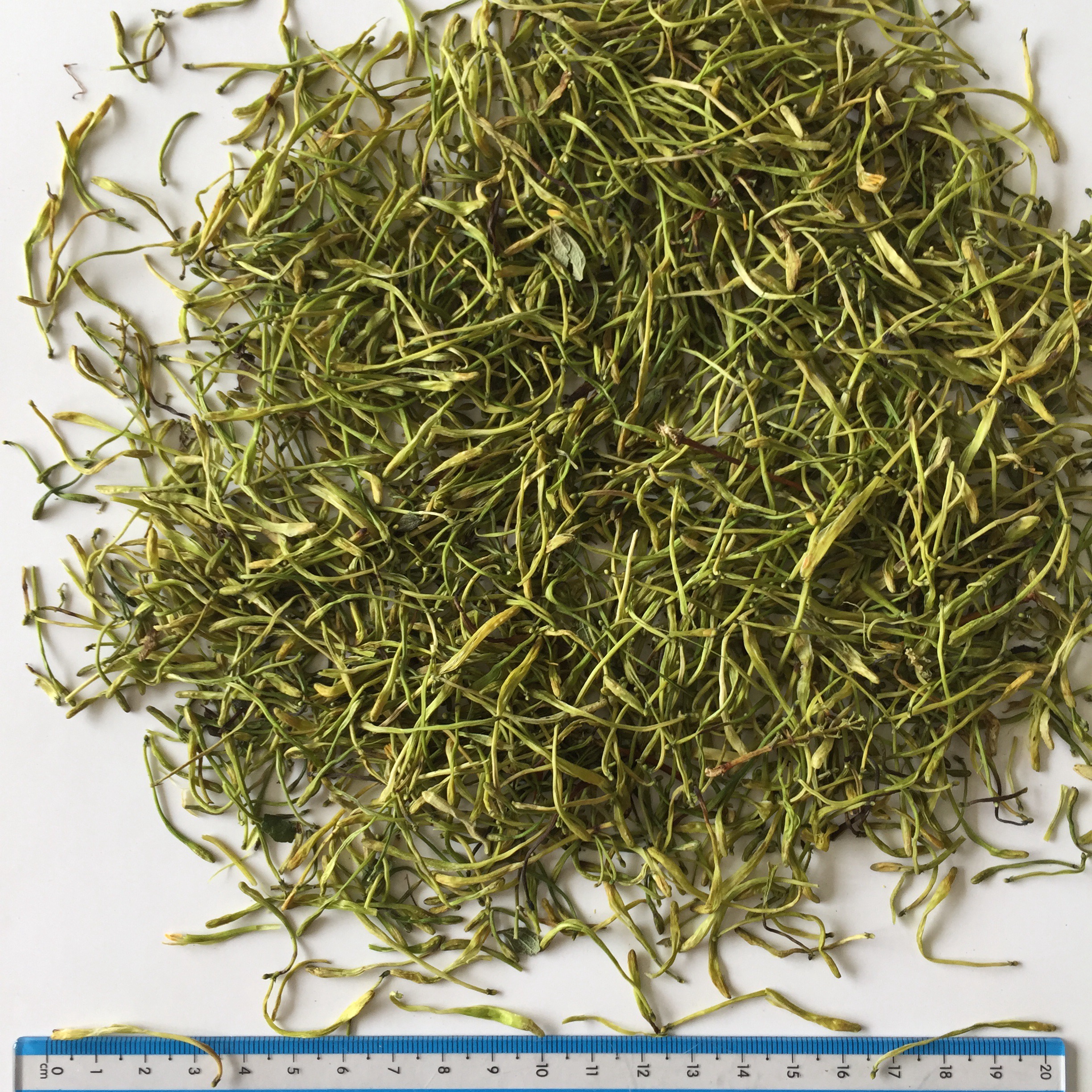 山银花最新价格动态，市场走势与影响因素分析