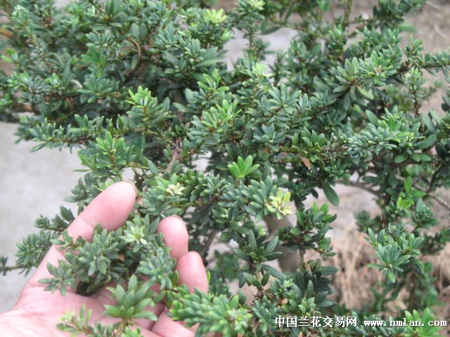探索未知魅力与奇幻之旅，最新叶罗系列揭秘！