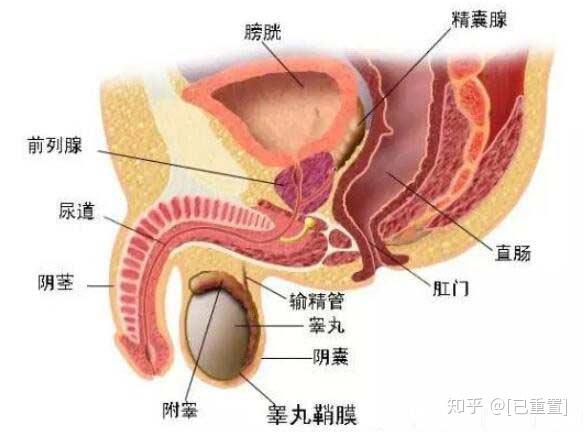 探索与理解肛交最新趋势，健康性行为的演变研究