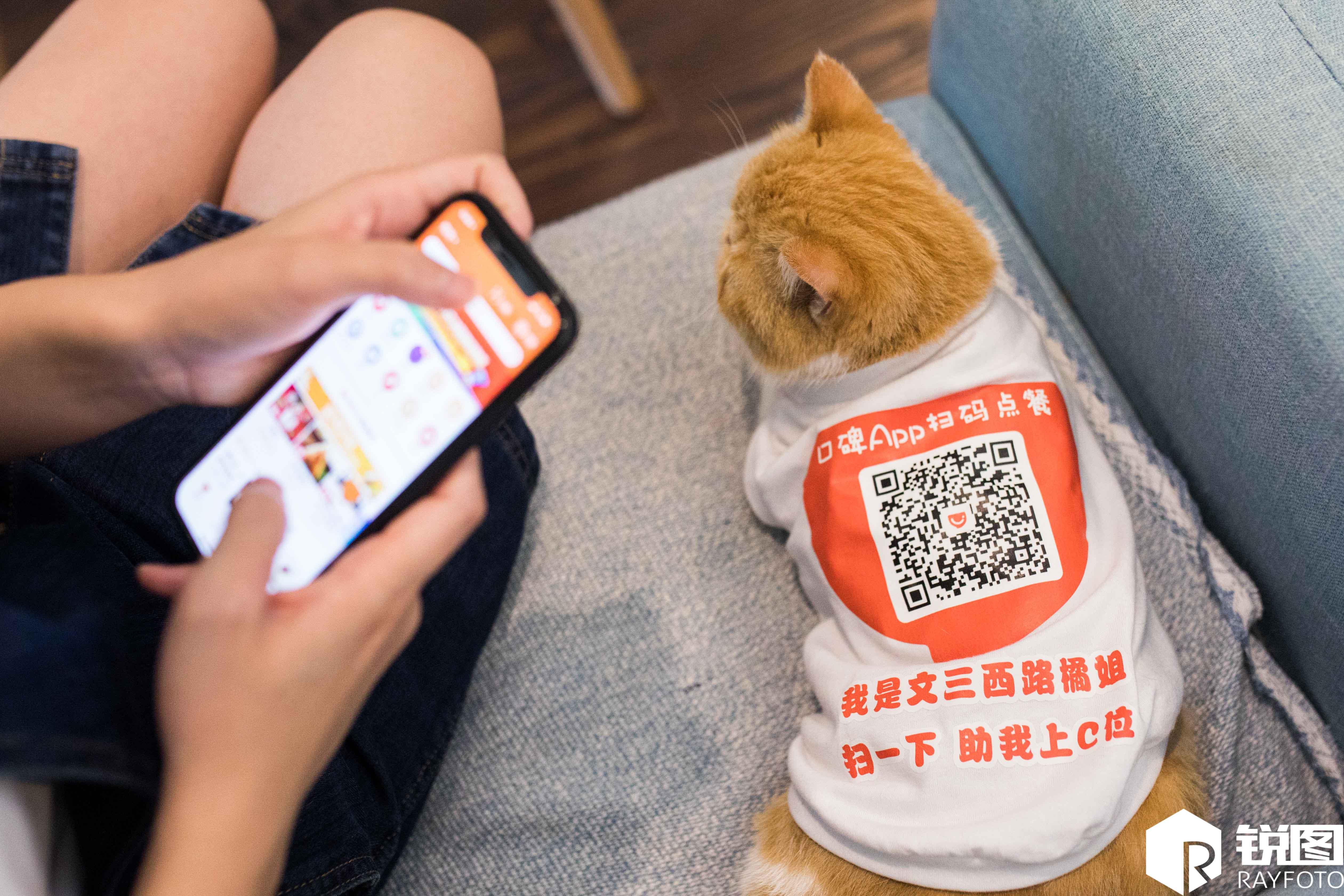 猫咪官方最新版app，探索猫咪世界的独特风情